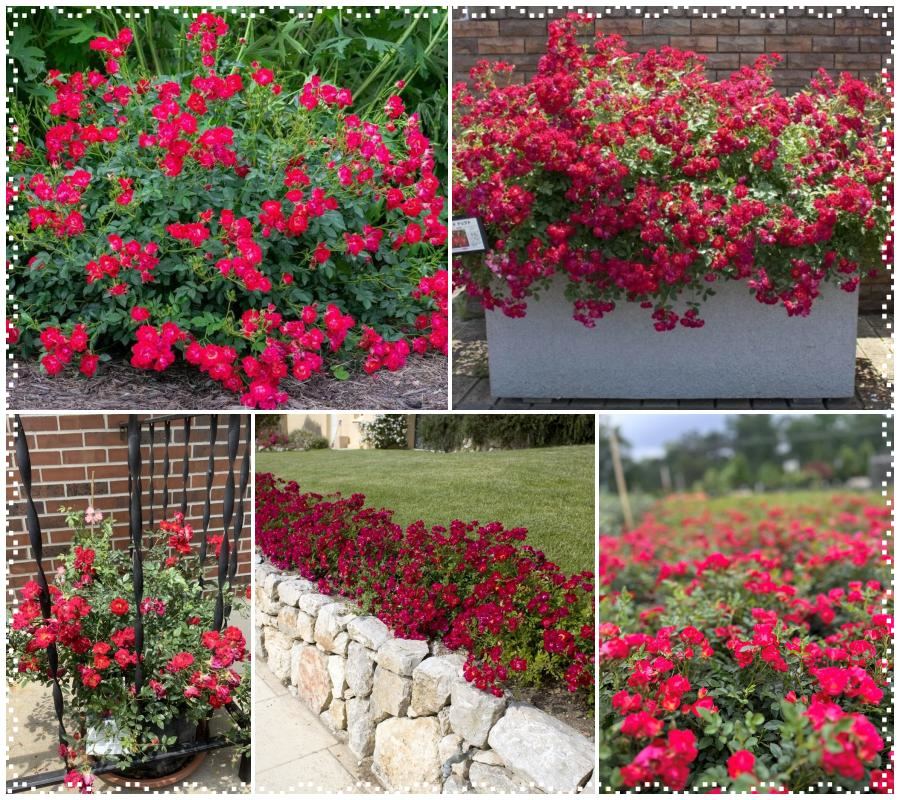 Red Drift róże okrywowe